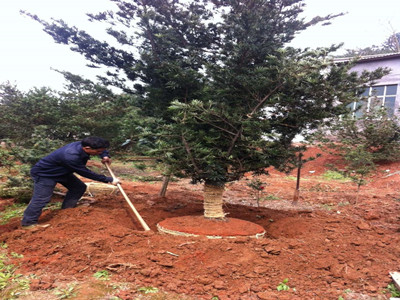 園林施工現(xiàn)場9