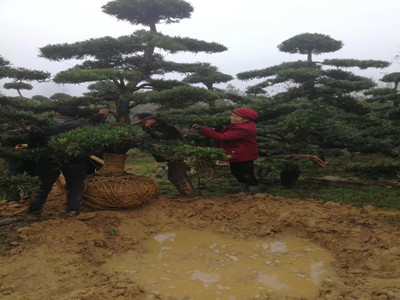 園林施工現(xiàn)場12