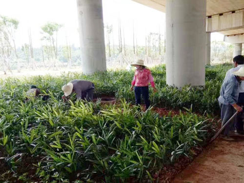 園林綠化工程施工，園林綠化養護，別墅庭院綠化