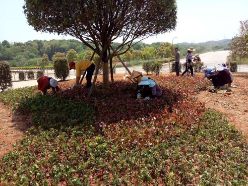園林綠化工程施工，園林綠化養(yǎng)護(hù)，別墅庭院綠化